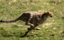 世界十大奔跑速度快的动物排名