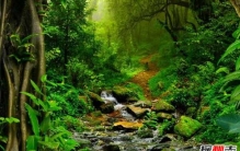 亚马逊雨林现状如何?亚马逊雨林的十大恐怖之处