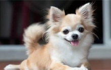世界十大可爱小型犬排名  小巧玲珑萌翻众人