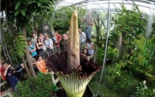 泰坦魔芋长什么样,泰坦魔芋能吃吗