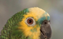 适合家养的会说话的鸟,哪种鸟既好养智商又高又会说话