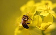 十种对人类有益的昆虫：桑蚕排第二，蜜蜂排第一