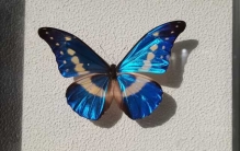 世界上十大最美的蝴蝶，光明女神闪蝶获得第一名