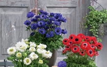 3种花天生喜欢小盆养，盆小劲头足，“挤一挤”反而长...