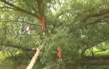 故事:河北惊现34会走路的树34,200年行走150米,记者拍下34诡异34画面