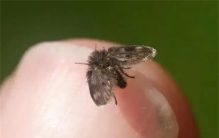 厕所里经常见的小飞虫 对人类有什么危害（厕所飞虫）