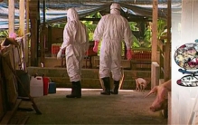 又发现1种人畜共患病毒  其近亲致死率达92%  琅琊病毒有何风险