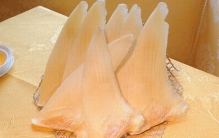 鱼翅是什么?鱼鳍是鲨鱼的哪个部位(获取手法残忍)