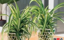 室内十大净化空气植物 芦荟排第九,第四吸收毒素最多