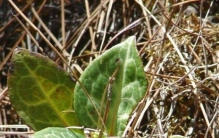 鹿衔草的传说故事,鹿衔草药材故事