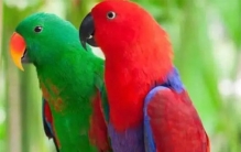 世界上十大最“健谈”的鸟类