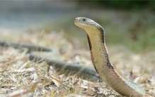 全球十大剧毒蛇排名