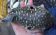 十大最好吃的海鱼排行榜：三文鱼排第二，河鲀得冠军