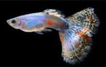 世界十大养不死的热带鱼