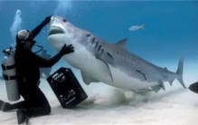 世界上攻击力前十的动物排行  动物攻击力排行榜