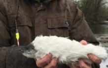 揭秘长毛鱼的真实面目，全身白毛尾巴似虾身体大如鲸鱼