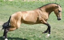 世界上最贵的马 全球只有1000多只（汗血宝马）