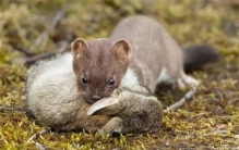 屁的臭味7天都不会散，黄鼠为何会怕鹅？靠鹅粪让黄鼠狼烂脚吗？