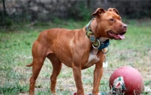 人人都想养但却被禁的十大犬种  世界十大禁养猛犬排行榜