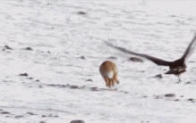 鹰的重生的故事是真的吗,鹰的传说