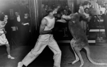 健身教练被袋鼠袭击  装死躲过一劫  碰到袋鼠装死真的有用吗