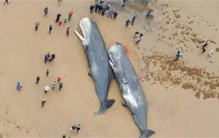 鲸鱼在野外是如何自然死亡的  是筋疲力尽淹死  还是平静的老死