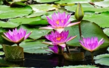 盘点世界上最稀有的10种花朵  你绝对没见过