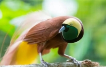 十大动物最与众不同的交配仪式TOP10