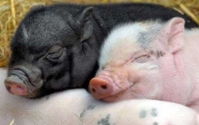 猪的智商相当于人几岁?猪的十大有趣之处