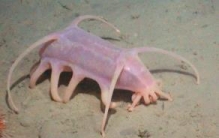 海猪是什么？海猪能吃吗？(最真实的海猪图片曝光)