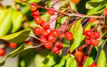 广西平果事件,广西民间小故事