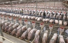 美国一斤猪肉不到一美元 为啥会这么便宜（美国猪肉）