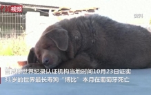 世界最长寿狗死亡 终年31岁