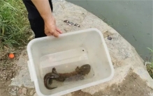 杭州余杭频现两头蛇，真是不祥之兆？人家只是长得怪，战斗力很低