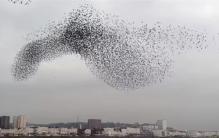 132年前放飞100只鸟  如今让美国每年损失8亿美元  令人头疼不已