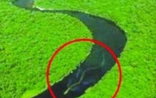 马来西亚发现长达30米的蟒蛇 这是真实存在还是PS作品（假的）