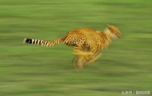 谁才是世界上速度最快动物呢？新研究表明：不是猎豹，也不是老鹰