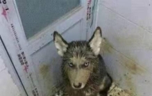 二哈的搞笑行为,主人被欺负二哈愤怒了