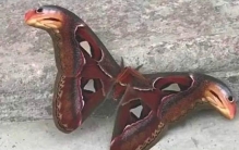 畸形双头蛇,双头蛇的奇闻异事