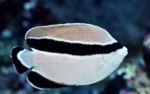 弓纹刺盖鱼：有着相当细密的牙齿（产卵数量多）