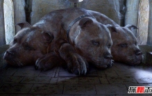 乱世张氏三兄弟偶遇三头人？世界上有没有三头人