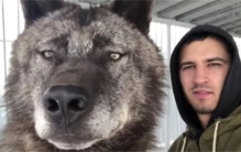 作为顶级捕食者，狼有什么命门？遇到后要如何制服它？