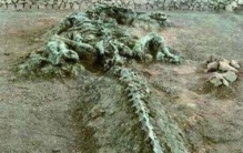 东北掉下一条真龙？中国真的有龙存在吗