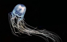 以色列金蝎毒液价格(以色列金蝎毒液价格)