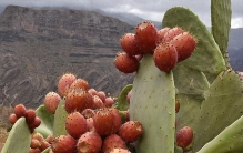 仙人掌果：沙漠的食物与药物宝库