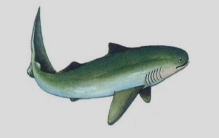 已灭绝的十大鲨鱼排行榜：巨齿鲨垫底，裂口鲨排第一