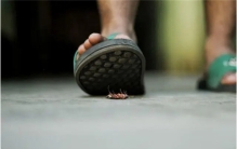 号称最有文化的衣鱼是什么虫 家里有衣鱼怎么办 能直接打死吗