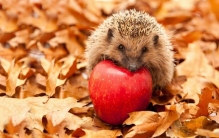 晚上看见刺猬是凶是吉?遇见刺猬会带来什么运