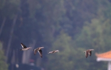 罕见！“世界上最小的鸭子”棉凫现身广州麓湖公园
