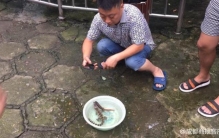 娃娃鱼吓坏大妈「小娃娃鱼有毒吗」